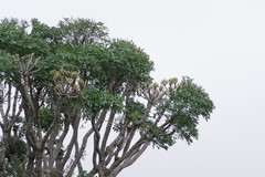 Cussonia spicata