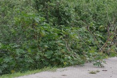 Ricinus communis