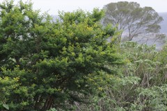 Vachellia karroo
