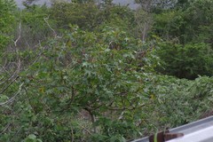 Ricinus communis