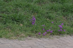 Glandularia aristigera