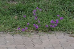 Glandularia aristigera