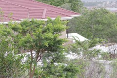 Vachellia karroo