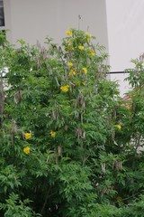 Tecoma stans