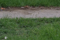 Plantago lanceolata