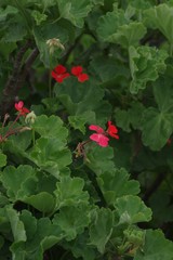 Pelargonium inquinans
