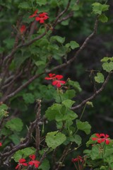 Pelargonium inquinans