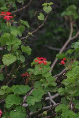 Pelargonium inquinans
