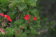 Pelargonium inquinans