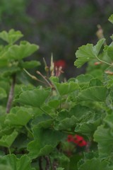 Pelargonium inquinans
