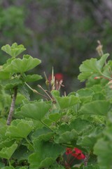 Pelargonium inquinans