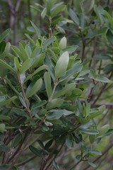 Ozoroa mucronata