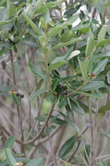 Ozoroa mucronata