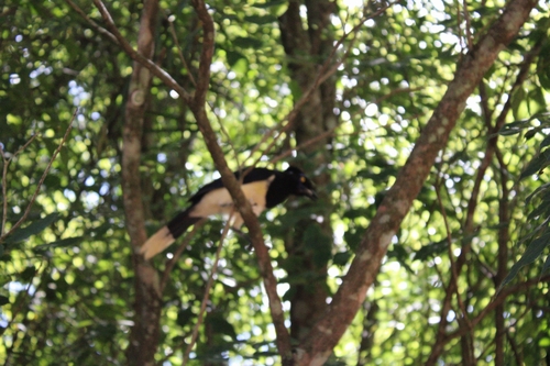 Plush-crested Jay (Cyanocorax chrysops), photo 2