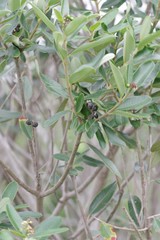 Ozoroa mucronata