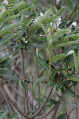 Ozoroa mucronata