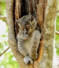 Lepilemur leucopus