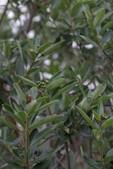 Ozoroa mucronata