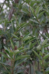 Ozoroa mucronata