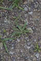 Plantago lanceolata