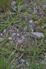 Plantago lanceolata