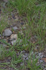 Plantago lanceolata