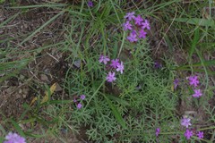 Glandularia aristigera