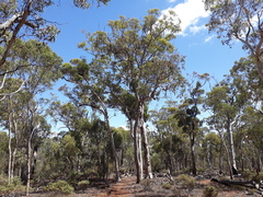 Eucalyptus wandoo