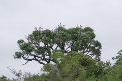 Cussonia spicata