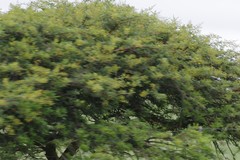 Vachellia karroo