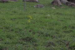 Bulbine
