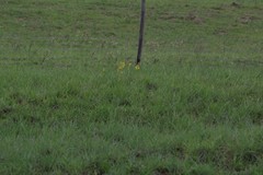 Bulbine