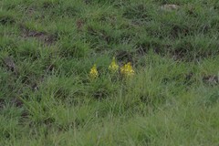 Bulbine