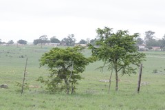 Vachellia karroo