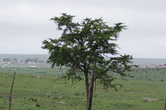 Vachellia karroo