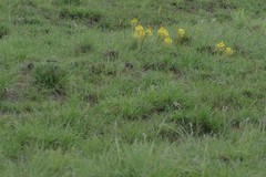 Bulbine
