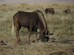 Connochaetes gnou