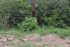 Pelargonium inquinans