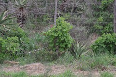 Pelargonium inquinans