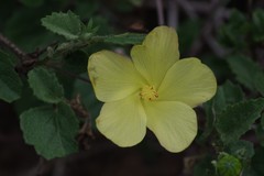 Hibiscus aridus