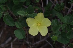 Hibiscus aridus