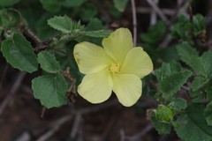 Hibiscus aridus