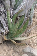 Gasteria