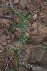 Opuntia aurantiaca