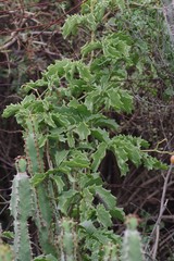 Cyphostemma quinatum