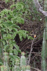 Cyphostemma quinatum