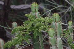 Cyphostemma quinatum