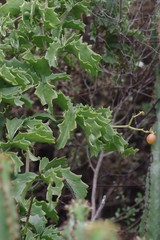 Cyphostemma quinatum