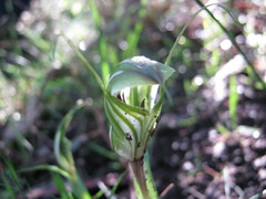 Pterostylis robusta