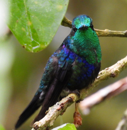 Crowned Woodnymph (Thalurania colombica), photo 5